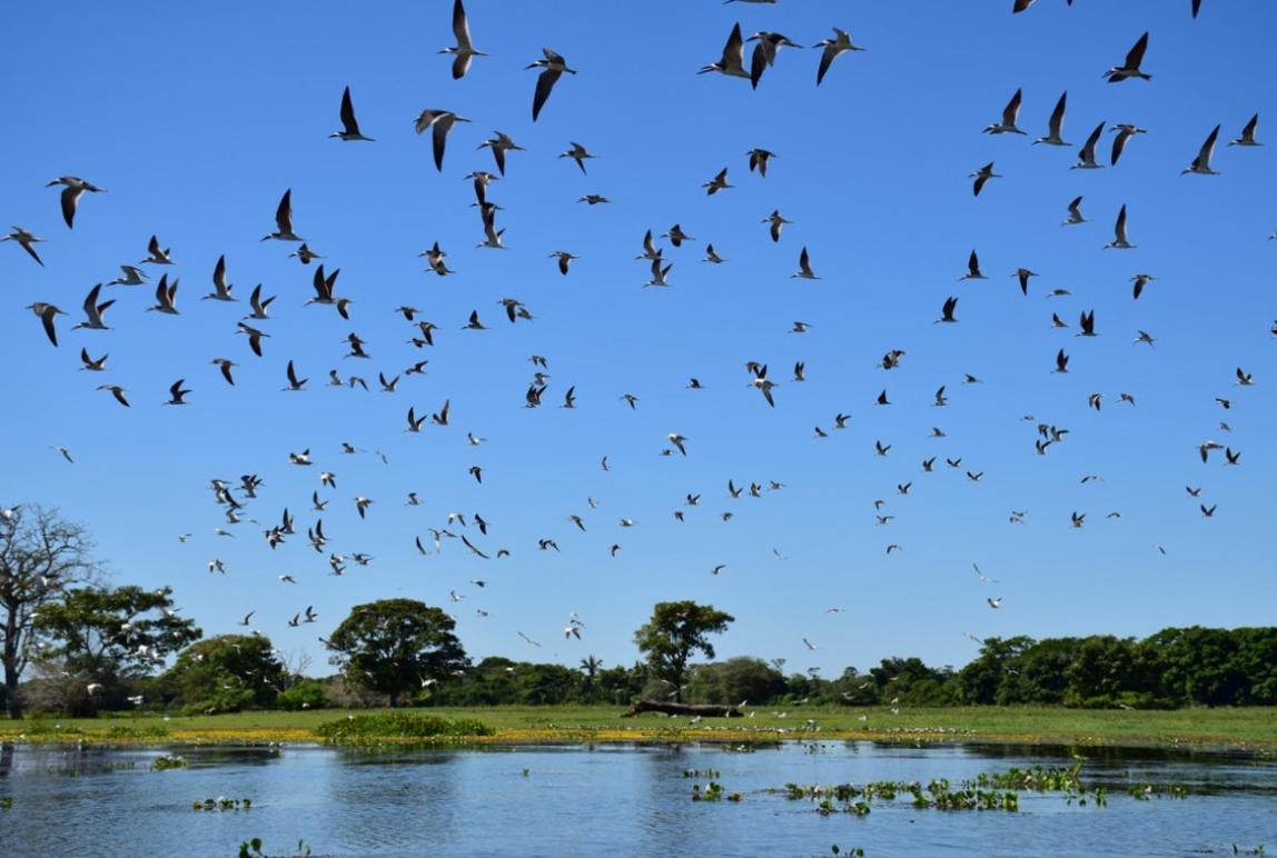 Pantanal - Pousada Sia Mariana Barao de Melgaco Екстер'єр фото