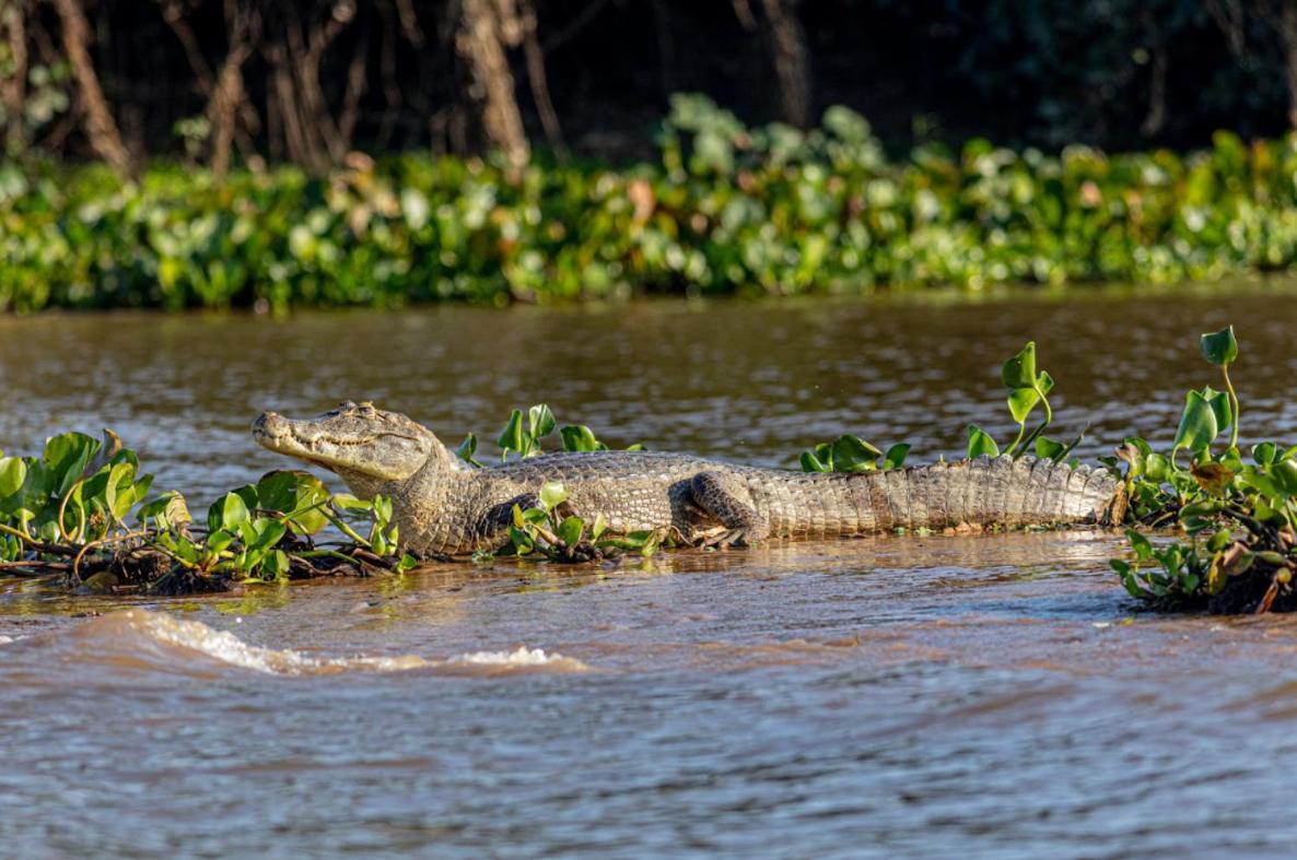 Pantanal - Pousada Sia Mariana Barao de Melgaco Екстер'єр фото